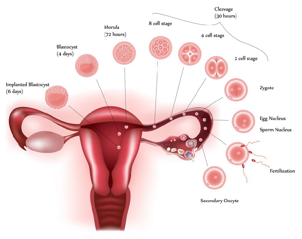 扶阳罐治疗肾阳虚型卵巢储备功能下降临床观察