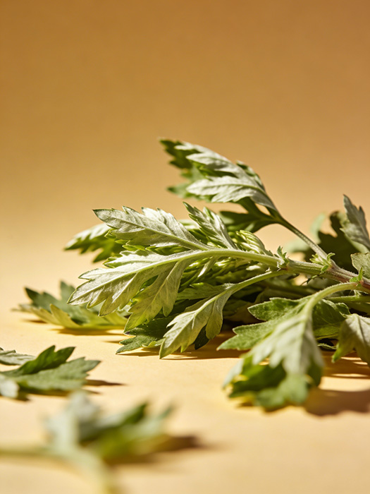 艾草 · 纯阳之草